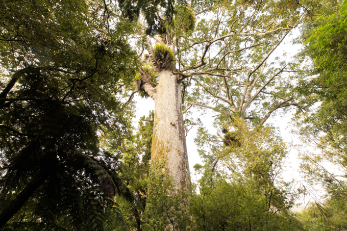 Kauri tree