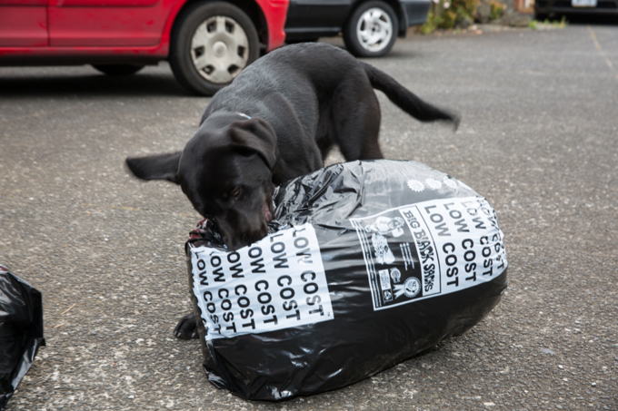 Dog biting into the rubbish bag