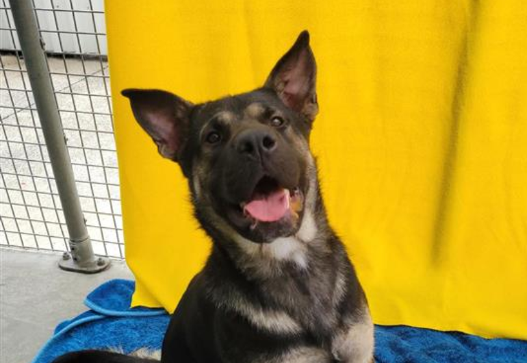 Dog Tile Image Noodle 1 770X530