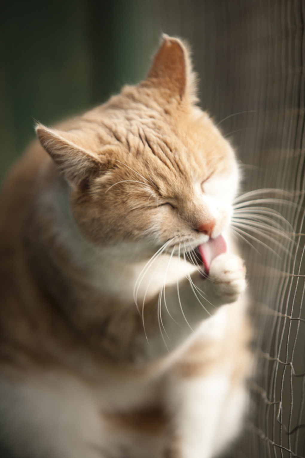 Responsible Pet cat