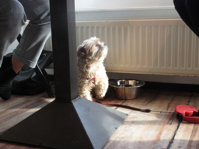 Cr. Casey Dog Story 3