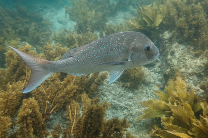 Moana Ora A Healthy Ocean