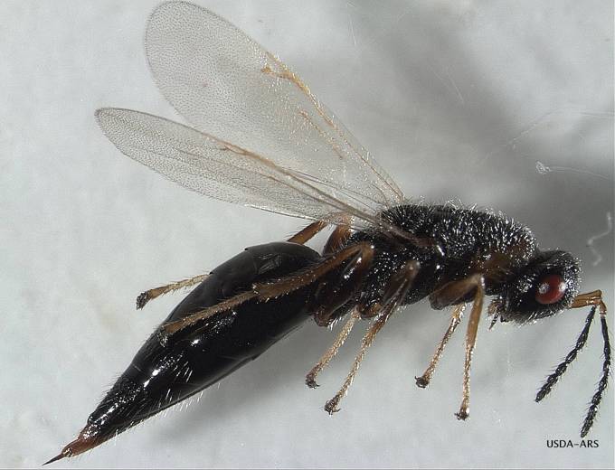 Wasp_Arundo wasp Tetramesa romana.jpg