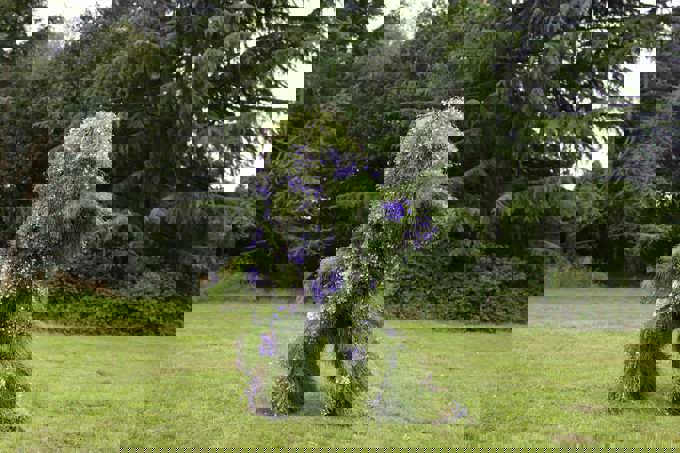 Grass Man -min_uaq0vmp2.jpg