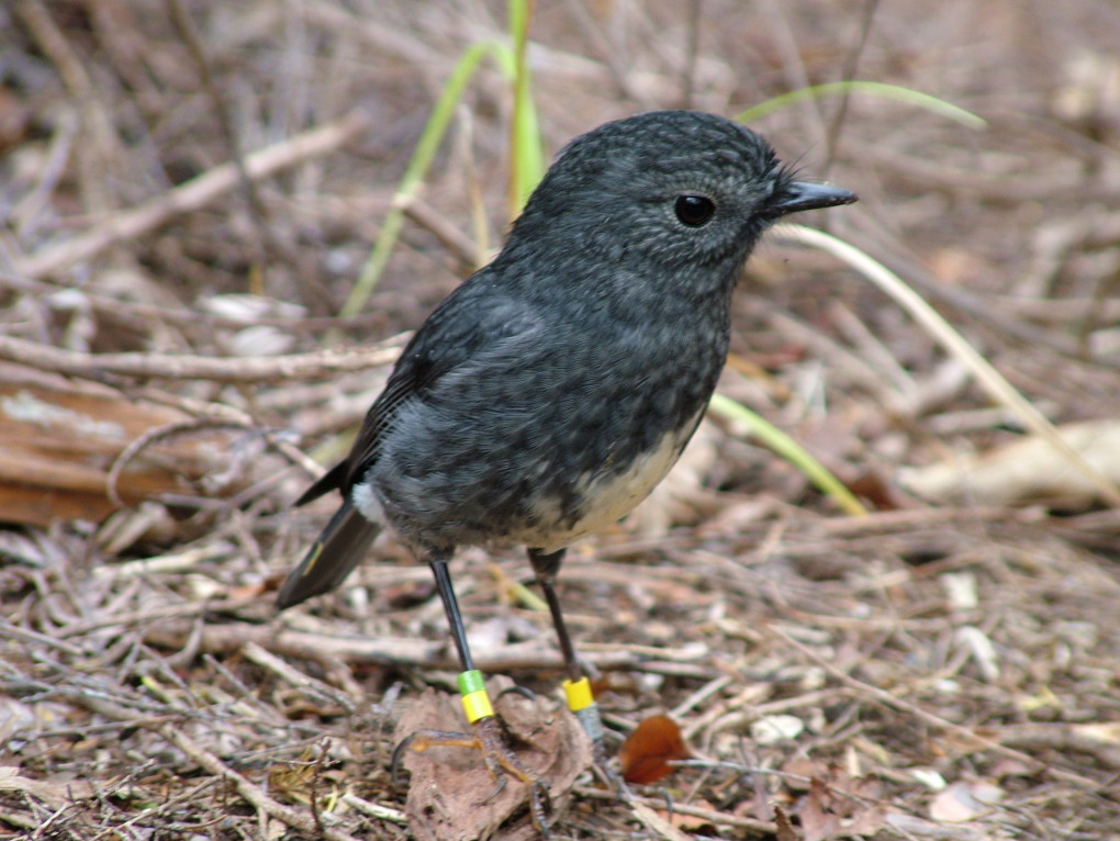 Banded Robin