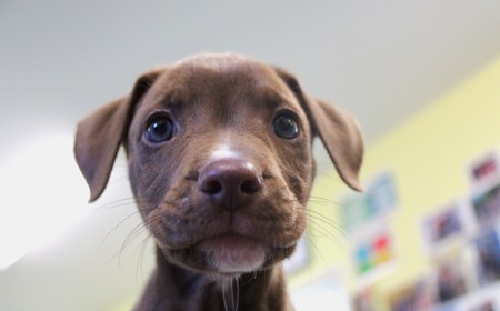 Disco (ON HOLD) tile image