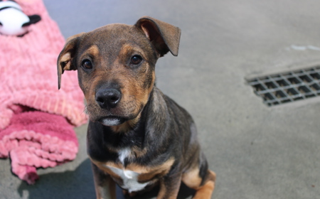 Sir Tristram (ON HOLD) tile image