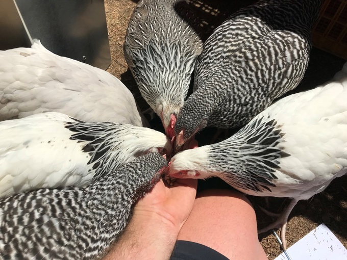 GBI chicken release 2