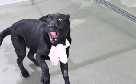 Batman (ON HOLD) tile image