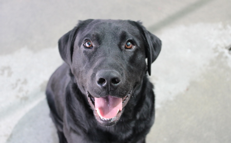 Batman (ON HOLD) tile image