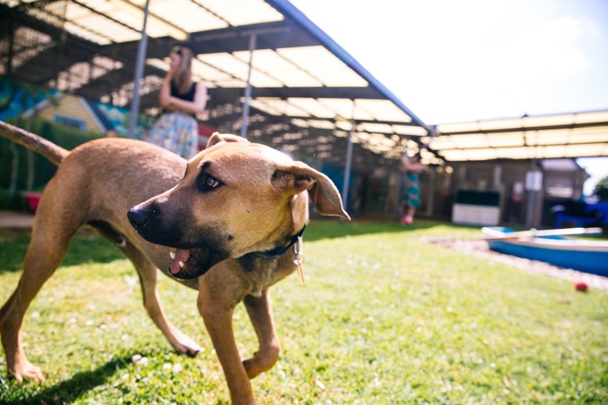 Infringement notices