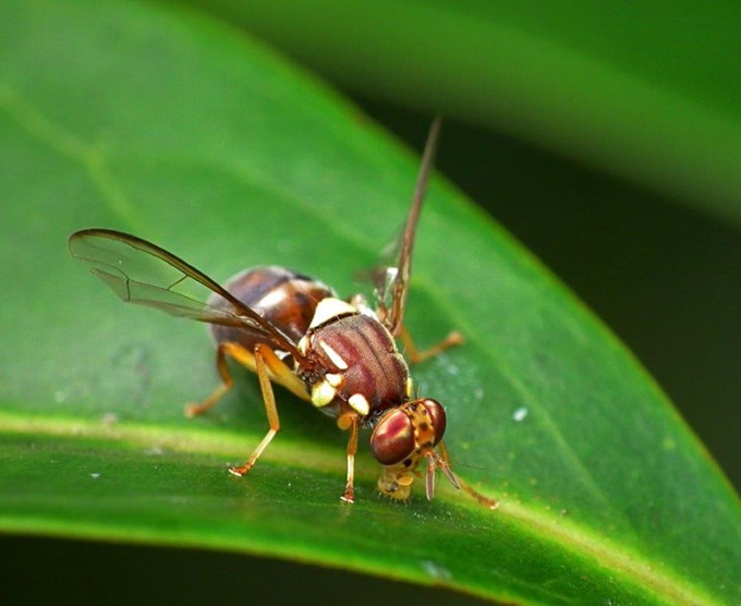 Auckland free of Queensland fruit fly
