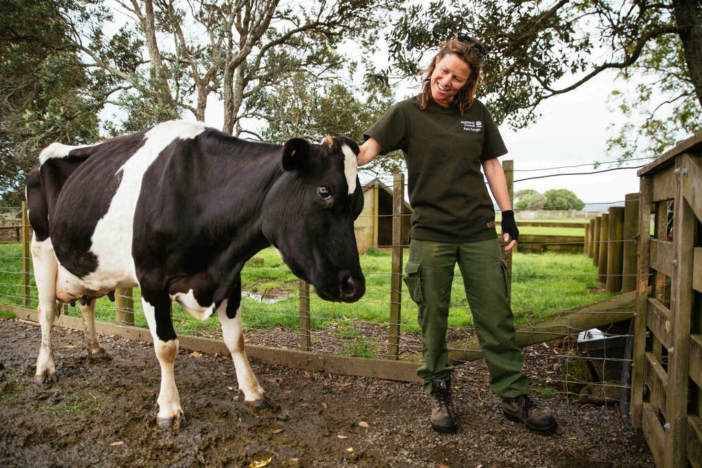 See cow milking up close at Ambury Farm Day (3)