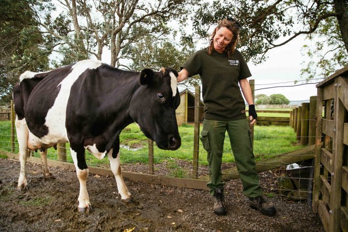 See cow milking up close at Ambury Farm Day (3)