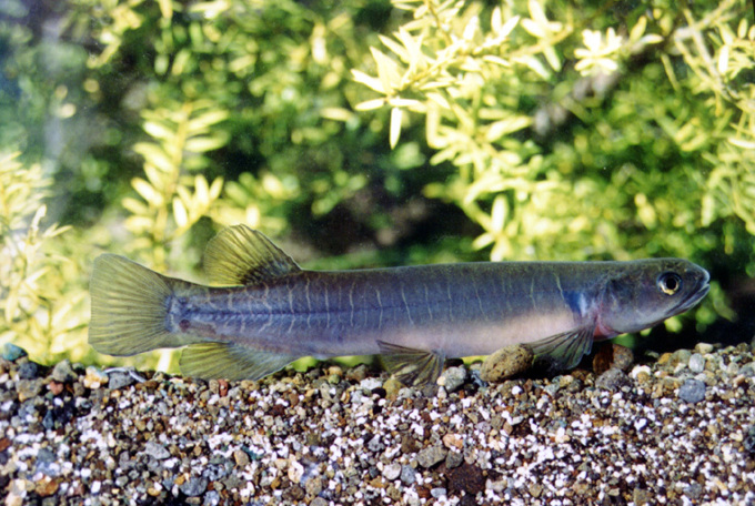 BrownsBaycreekseesdaylight