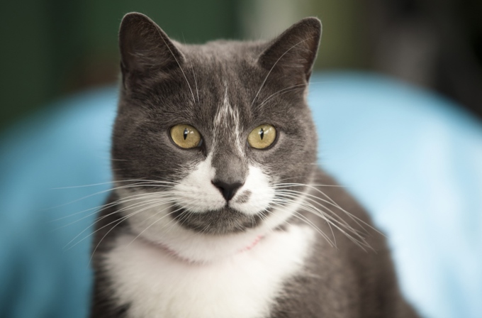 Keeping pets safe during emergencies