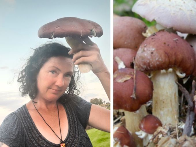 Outdoor Wine Cap Mushrooms 1200 × 900_ijer4ajo.jpg