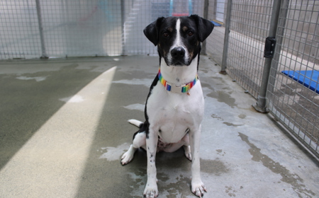 Taurus (ADOPTED) tile image