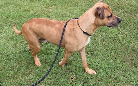 Rudolph (ADOPTED) tile image