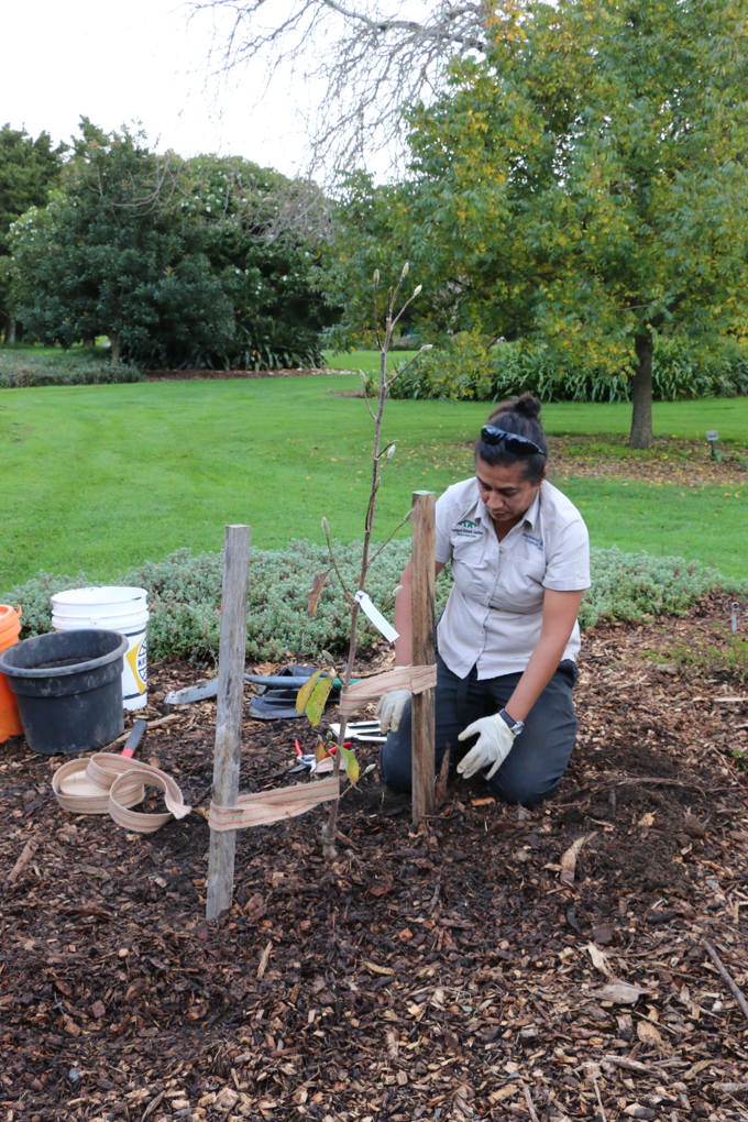 Tree planting_opa3q1cd.jpg