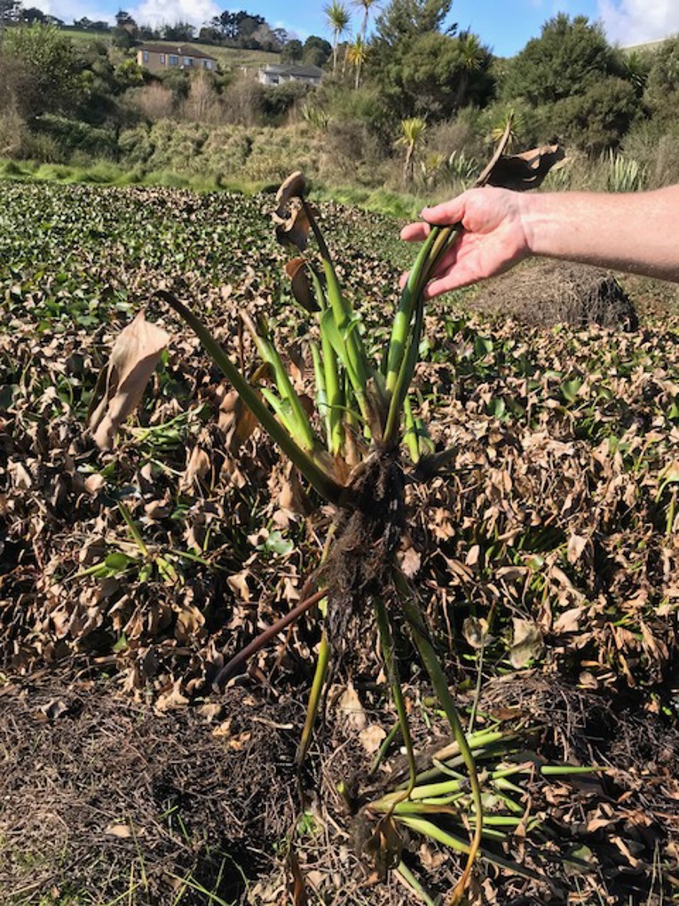 Water hyacinth weed eradication underway2
