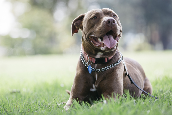 Successful year for Auckland’s dog team
