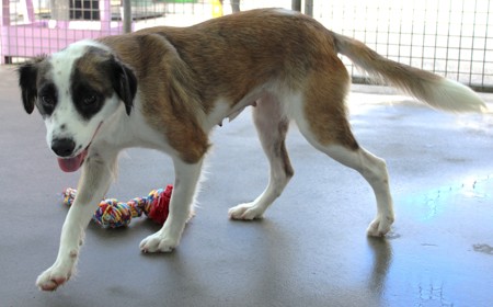 Perendale tile image