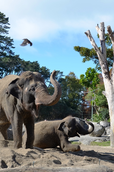 Welcome to Auckland Anjalee