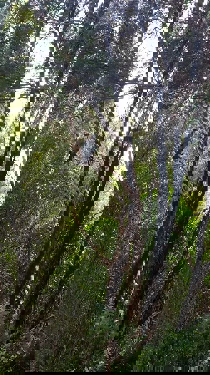 Hillary Trail scenery (10)