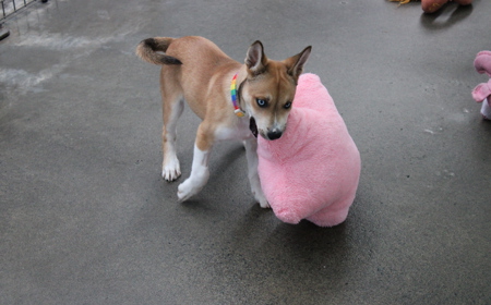 Te Waihou tile image