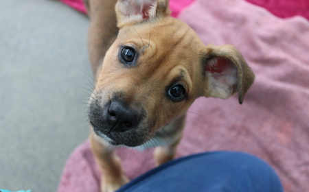 Spiderman (ADOPTED) tile image