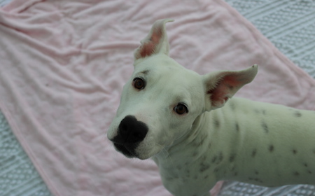 Corriedale tile image