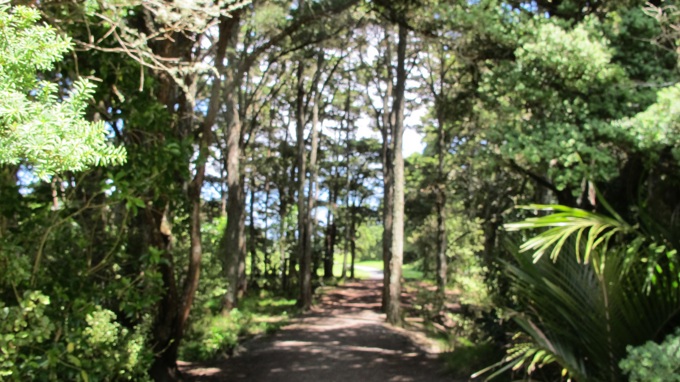 The hidden gems that are urban forests 4