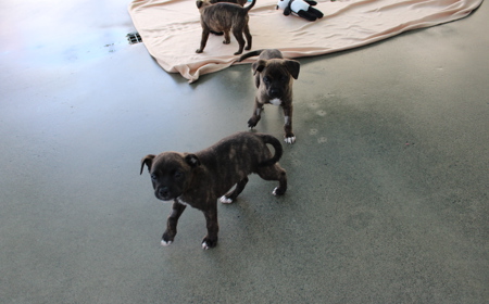 Secretariat tile image