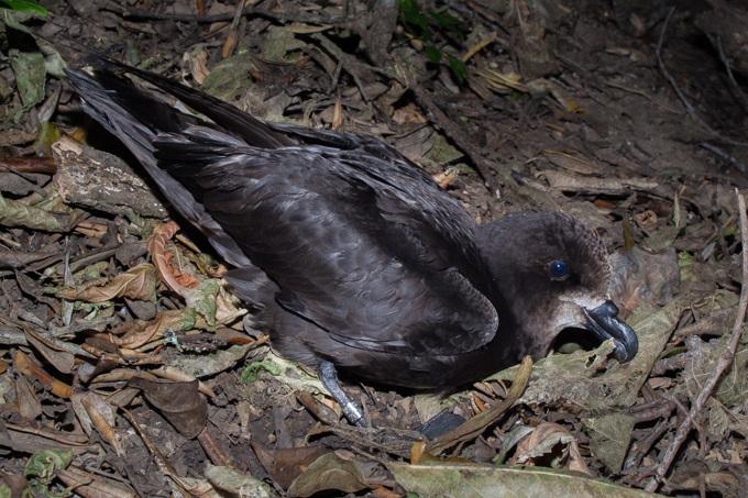 Supporting our seabirds