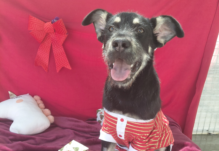 Dog Tile Image Vixen 3 770X530