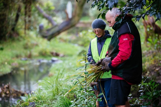 Volunteers essential to protect green spaces in Orakei