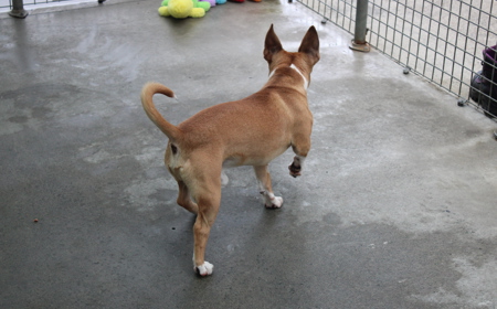 Pāeroa (ON HOLD) tile image