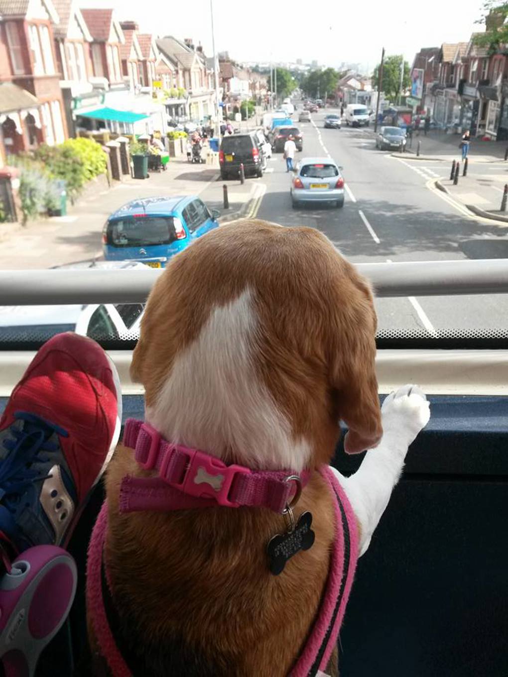Opinion: Dog friendly public transport in Auckland (1)