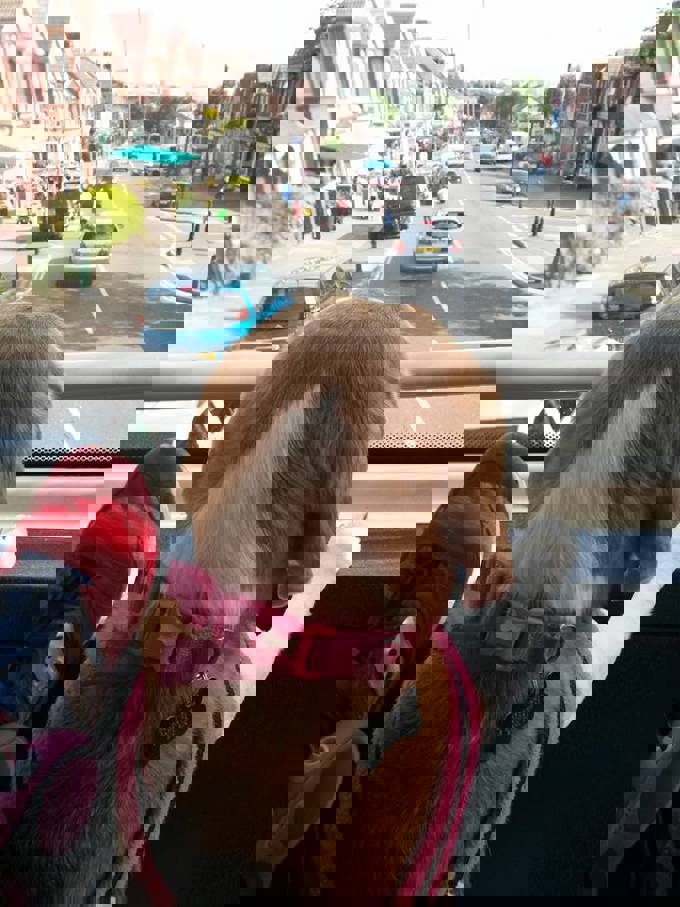 Opinion: Dog friendly public transport in Auckland (1)