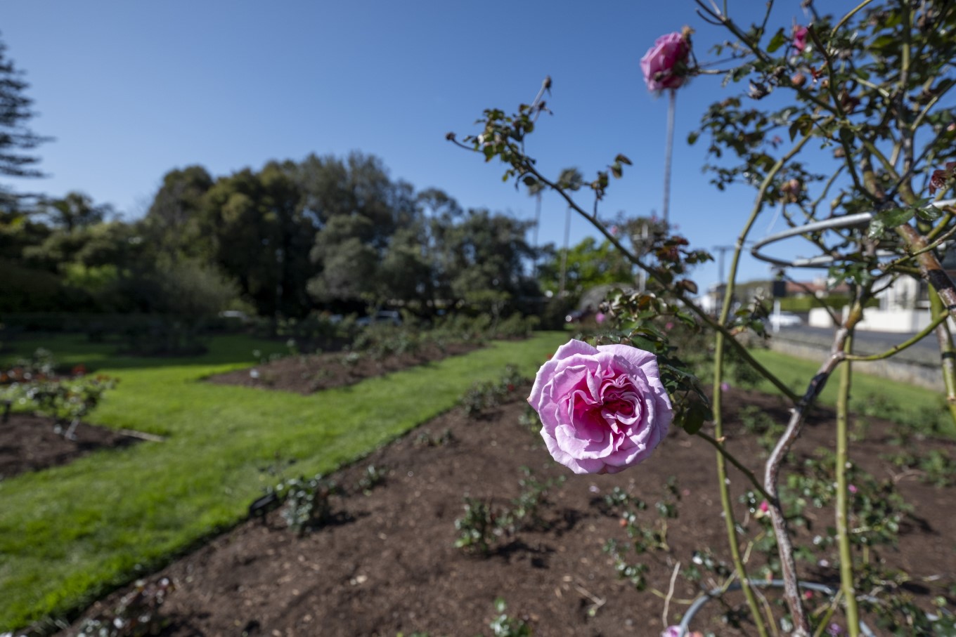 Parnell Rose Garden.