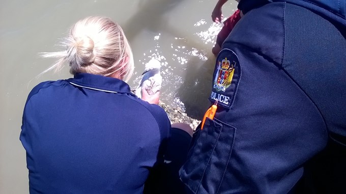 Seagull rescue comes off without a hitch.jpg