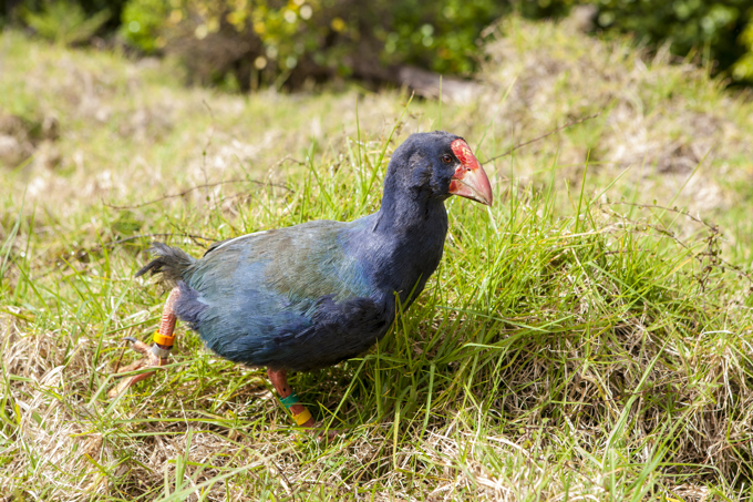 Five years as a united Auckland - Part 6: A healthy city_2