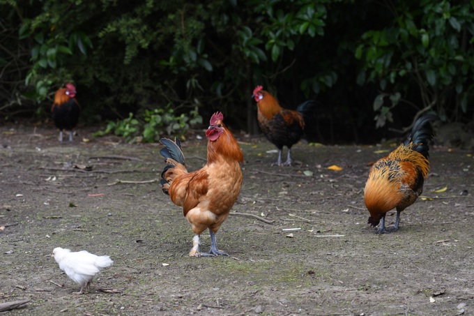 Titirangi chickens 1