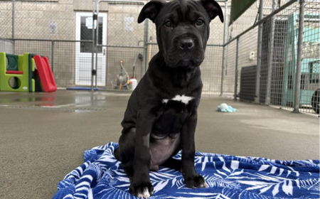 Rheagal (ON HOLD) tile image