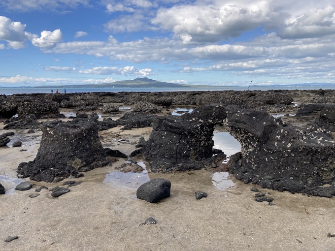 Takapuna fossils 2
