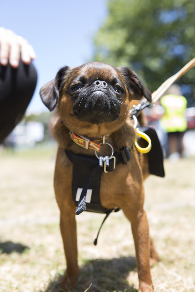 "Walkies" a resounding success (10)