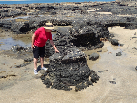 Auckland Geoligy Heritage Walk Takapuna Forest