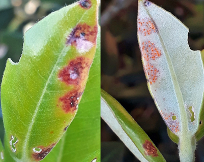 Myrtle Rust found on Aotea Great Barrier - OurAuckland