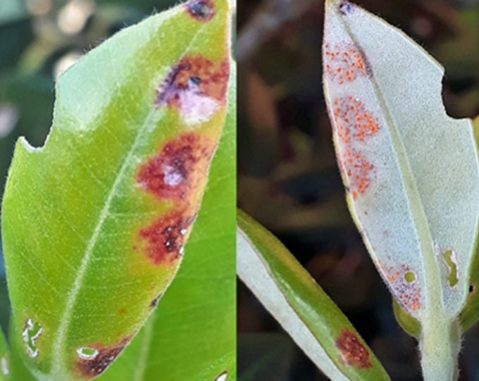 Myrtle rust finds its way into the Waitākere Ranges